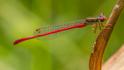 Ceriagrion tenellum male-